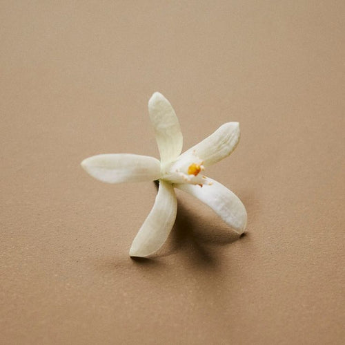 Botanical Scent Balms - Stick