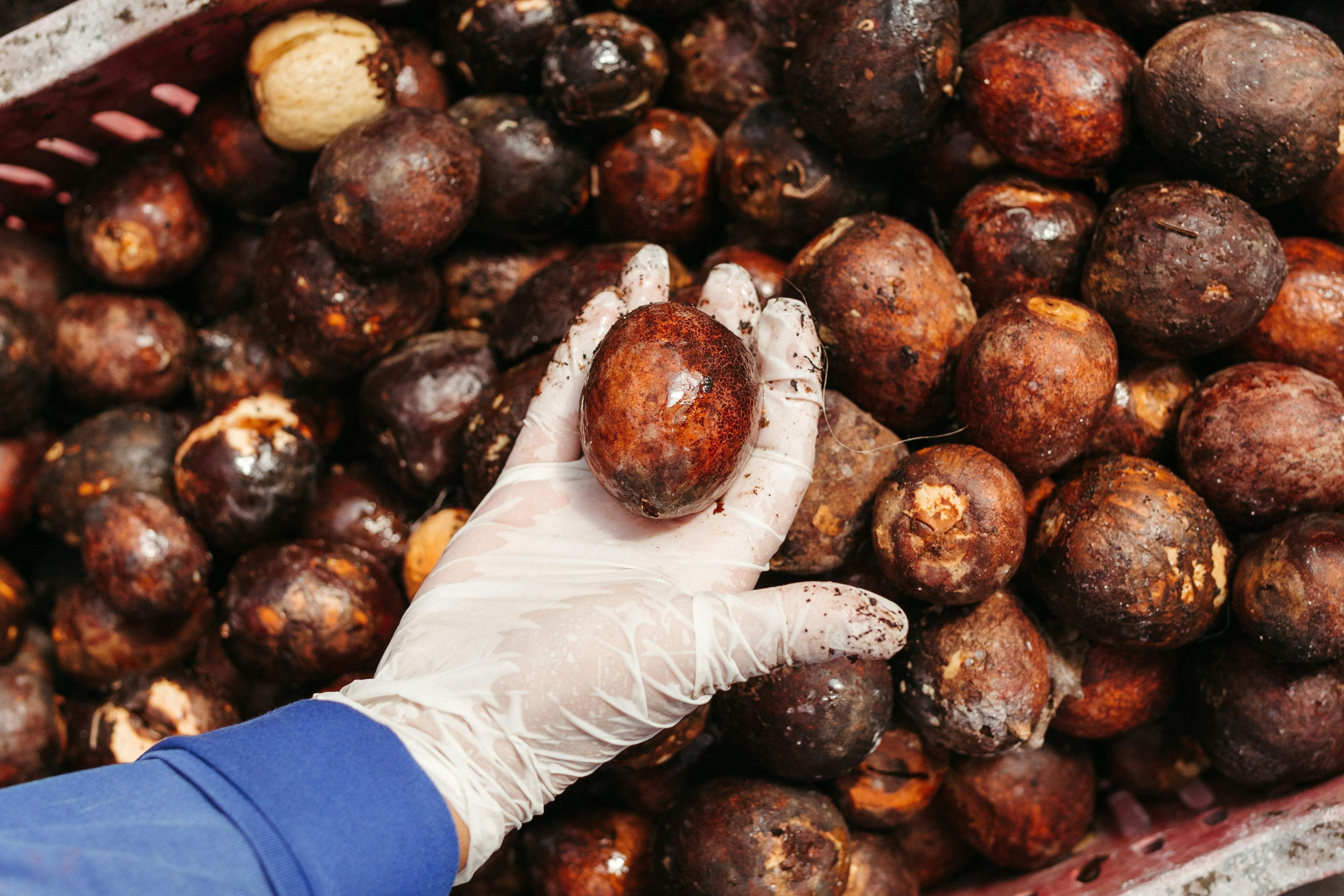 Why Palm Oil-Free Haircare Matters: A Deep Dive Into Sustainable Hair Products