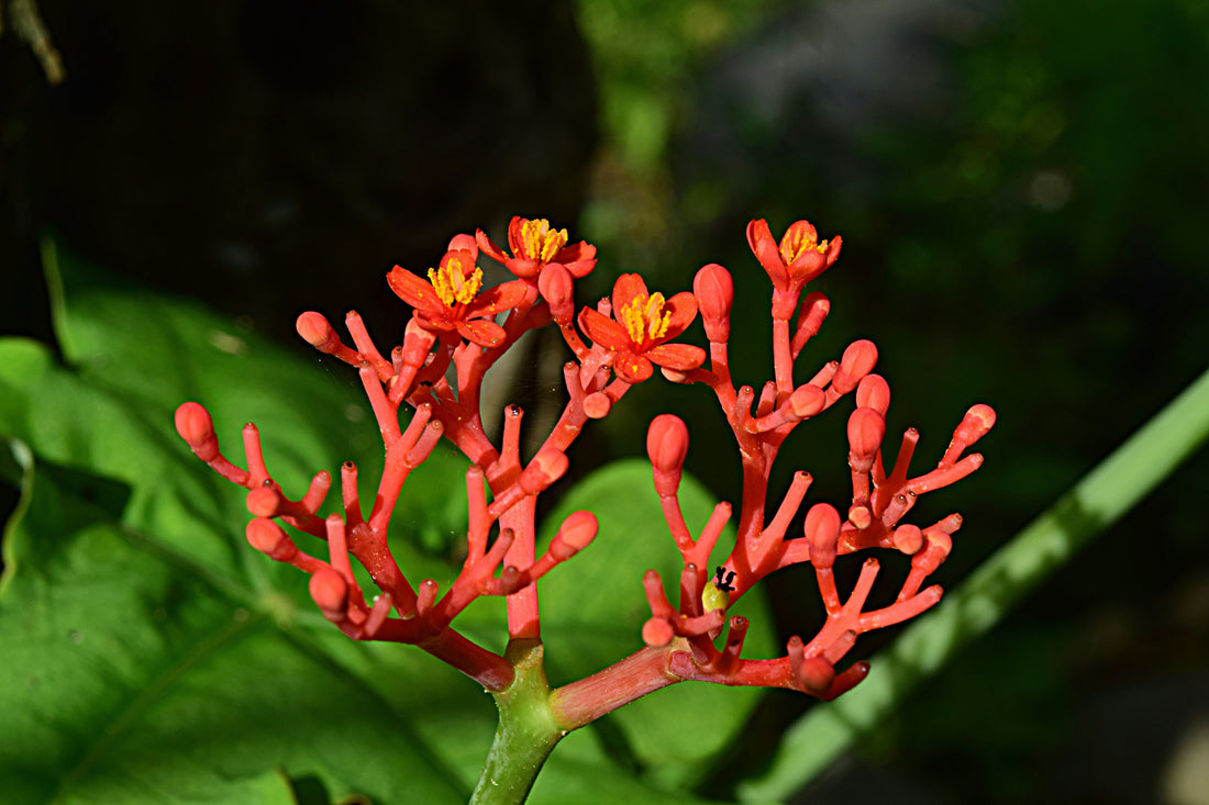 Can Adaptogens Really Reduce Stress?