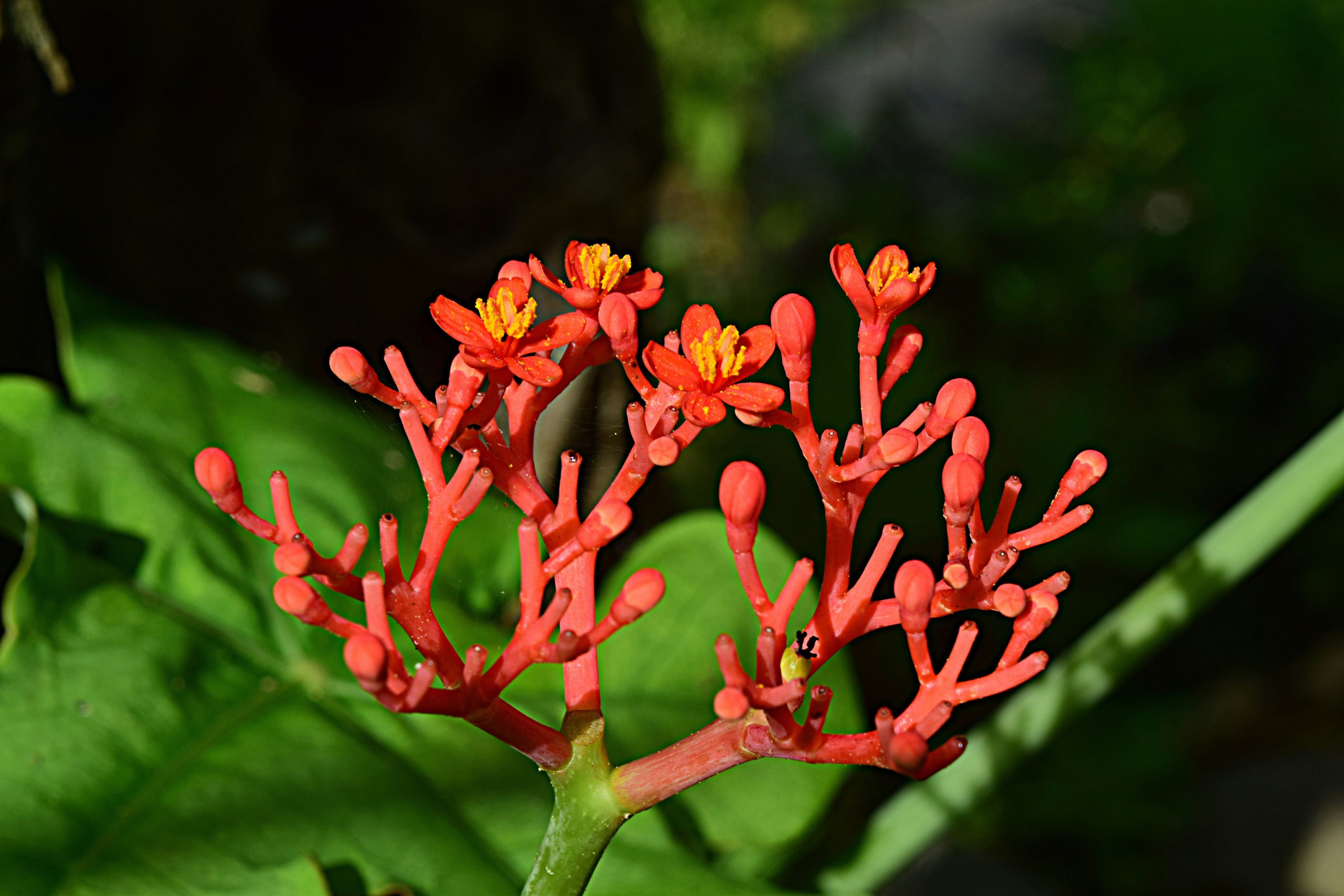 Can Adaptogens Really Reduce Stress?