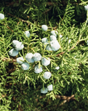 California Juniper Campfire Incense (20 Sticks) 3-Pack