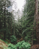 Cascade Forest Bar Soap 3-Pack