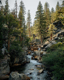 Sierra Forest Bar Soap 3-Pack