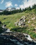 Douglas Fir + Rosehips Botanical Tea 3-Pack