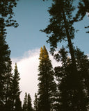 Douglas Fir Spring Tip Botanical Tea 3-Pack