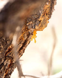 Desert Piñon Campfire Incense (20 Sticks) 3-Pack