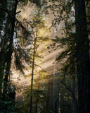 Redwood Mist Bar Soap 3-Pack