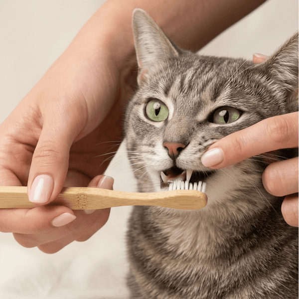 Bamboo Cat Toothbrush