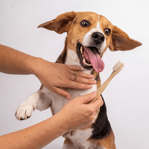 Bamboo Dog Toothbrush | Double-Sided