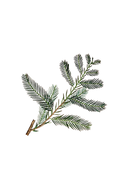 Cypress Essential Oil