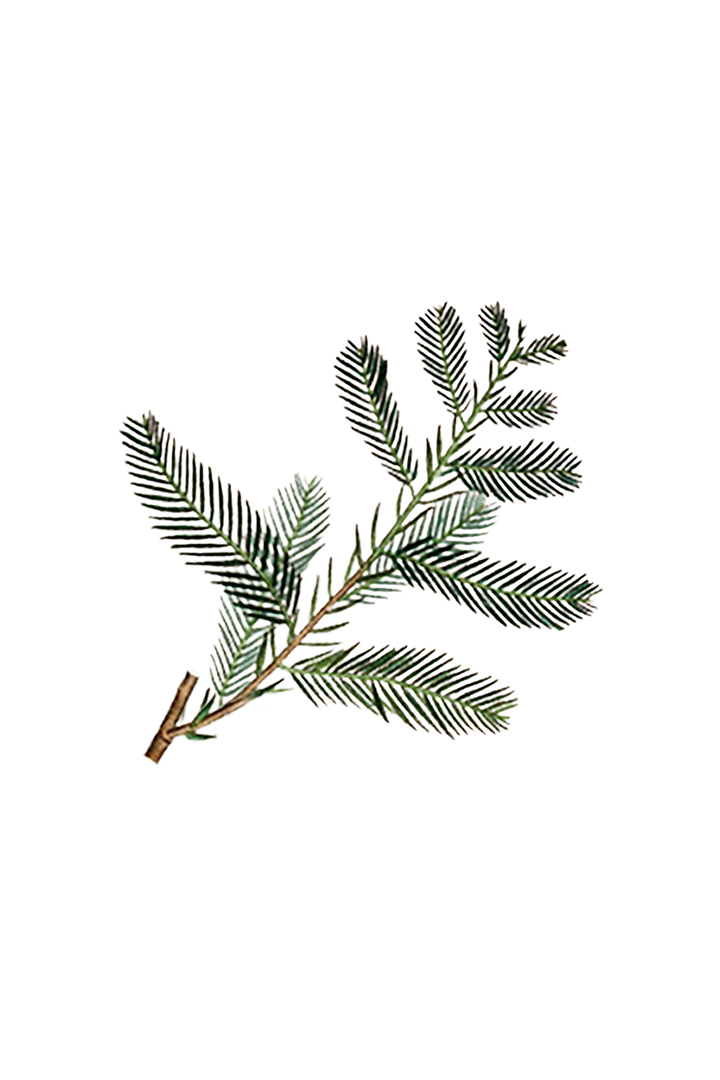 Cypress Essential Oil
