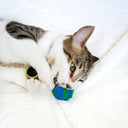 Paws For The Planet - Set of 3