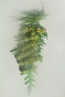 Hiba Wood & Red Cedar Leaf – Grounding Perfume Mist (Water-Based, Updated)