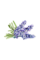 Hand Soap | Soothing Herbs