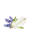 Coconut Conditioner | Lavender Tea Tree