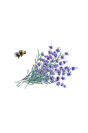 Lavender Essential Oil