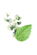 Mint & Eucalyptus Essential Oil Blend