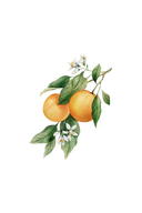 Orange Essential Oil