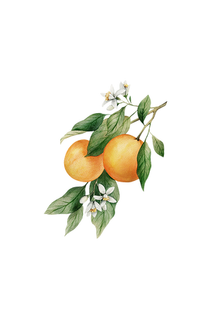 Orange Essential Oil