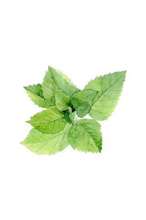 Peppermint Essential Oil