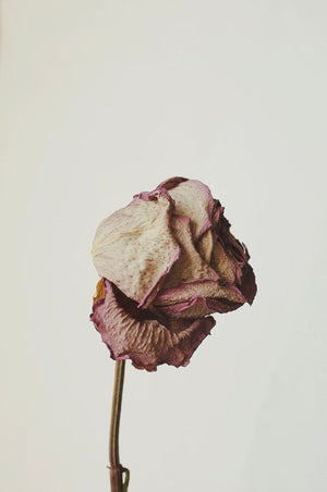 Roseth: Rose + Patchouli - Botanical Scent Balm
