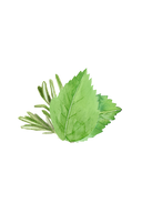 Coconut Conditioner | Rosemary & Mint