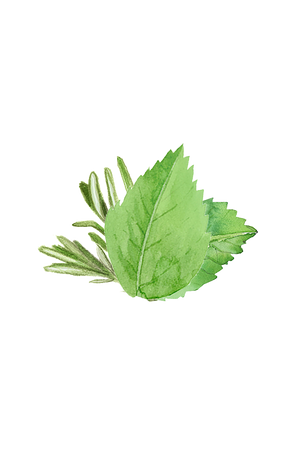 Moisturizing Body Wash | Rosemary & Mint