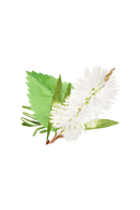 Floor Cleaner Concentrate | Rosemary, Mint & Tea Tree