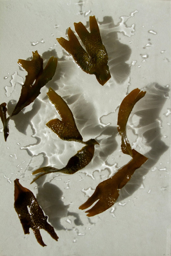 Sea Change Seaweed Bar – Neroli & Bladderwrack for Mineral-Rich Cleansing
