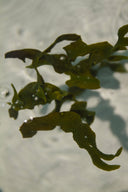 Sea Change – Seaweed Sphere Soap | Bladderwrack & Neroli