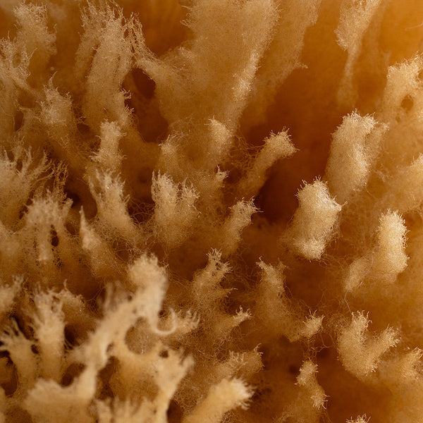 Natural Grass Sea Sponge