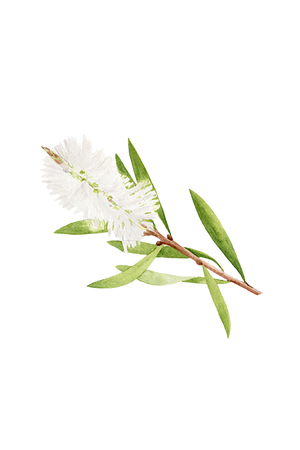 Tea Tree Essential Oil