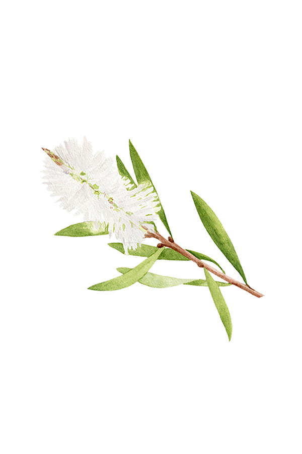 Tea Tree Essential Oil