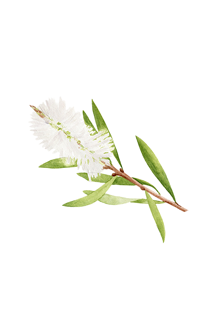 Tea Tree Essential Oil