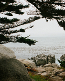 Coastal Pine Bar Soap 3-Pack