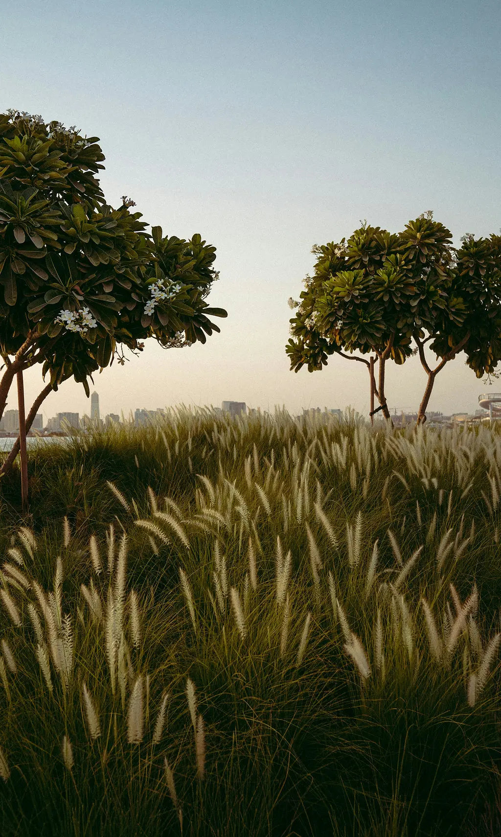 wellness + the earth